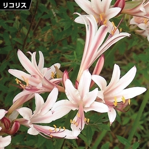 夏植え球根 リコリス インカルナータ 早期割引