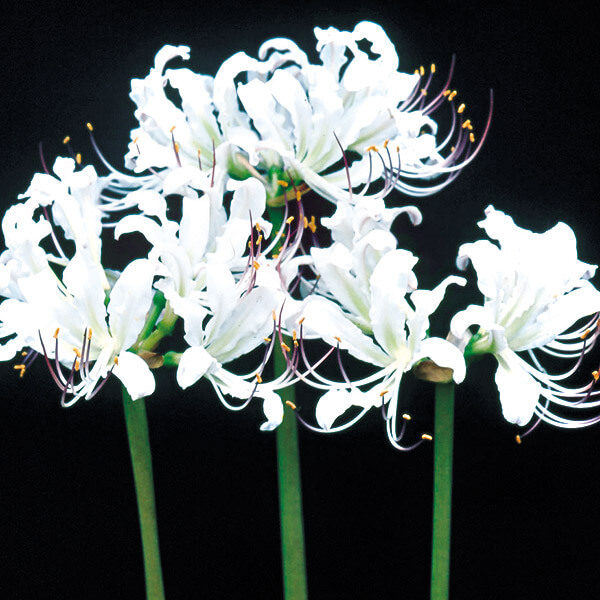 夏植え球根 リコリス スノーフェアリー早期割引