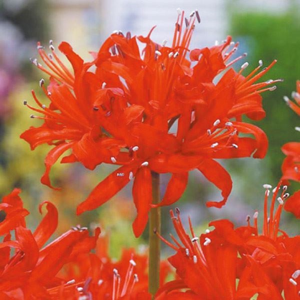 夏植え球根 ダイヤモンドリリー (ネリネ サルニエンシス) 橙花 早期割引