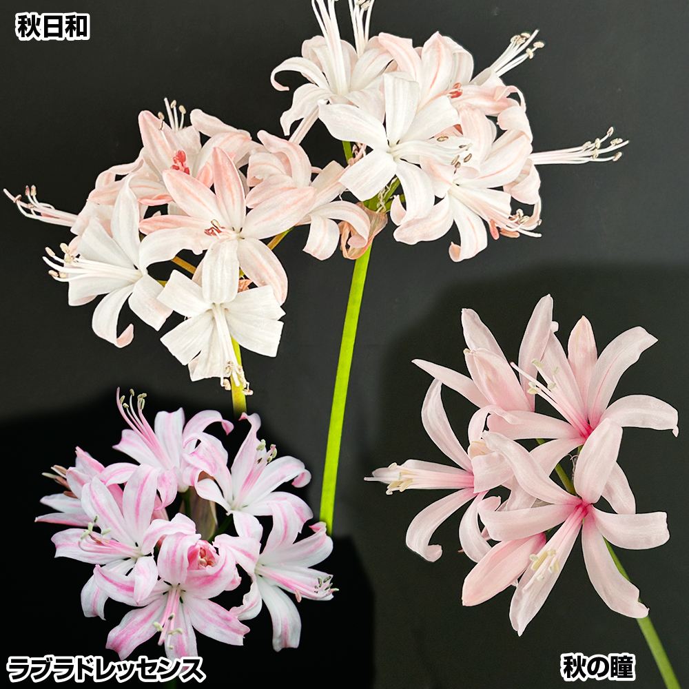 夏植え球根 ダイヤモンドリリー 高級ダイヤモンドリリーAセット 3色3球 早期割引