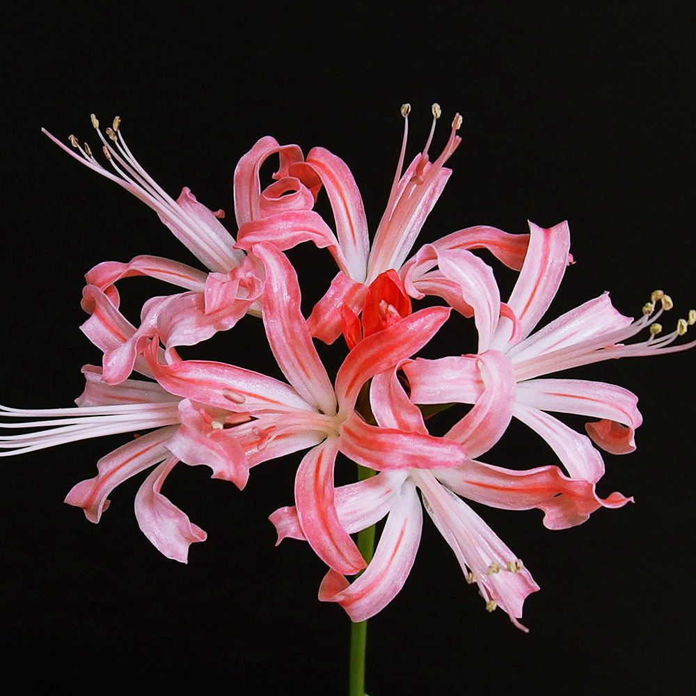 夏植え球根 ダイヤモンドリリー 秋津島 早期割引