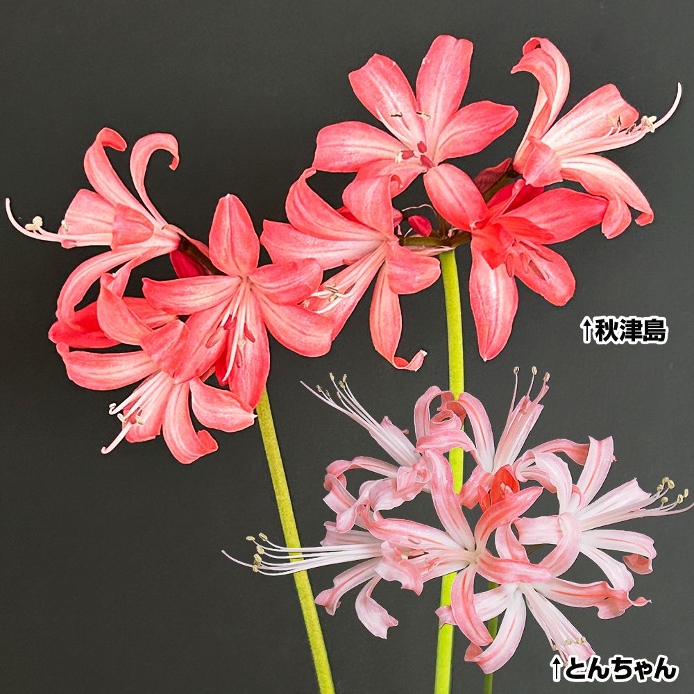 夏植え球根 ダイヤモンドリリー 高級ダイヤモンドリリーBセット 2色2球 早期割引