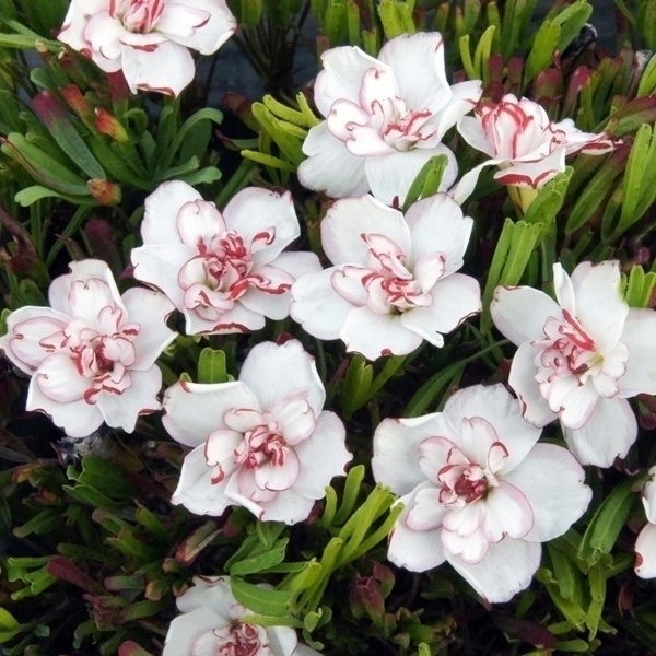 夏植え球根 オキザリス シンデレラムーン(PVP) (登録品種名: SKダブルワン) 早期割引