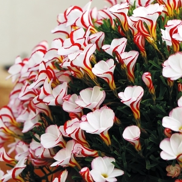 夏植え球根 オキザリス バーシカラー 早期割引