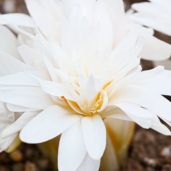 夏植え球根 コルチカム アルボプレナム　早期割引