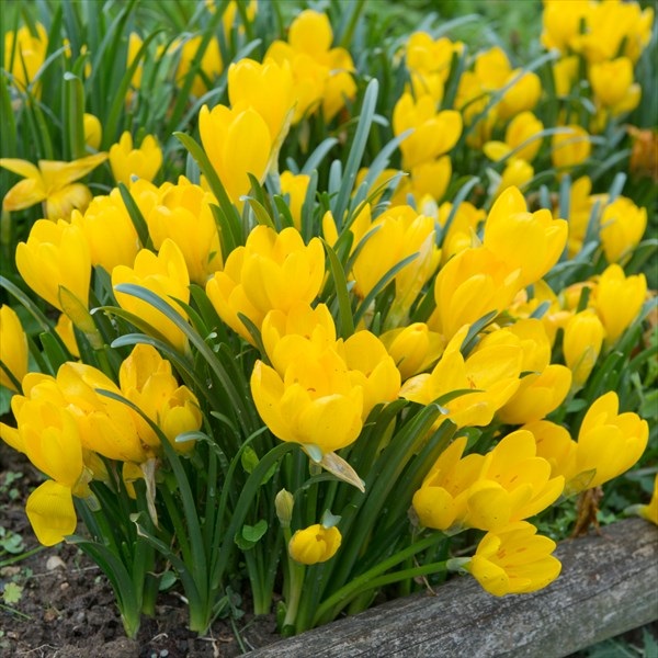 夏植え球根 ステルンベルギア ルテア 早期割引