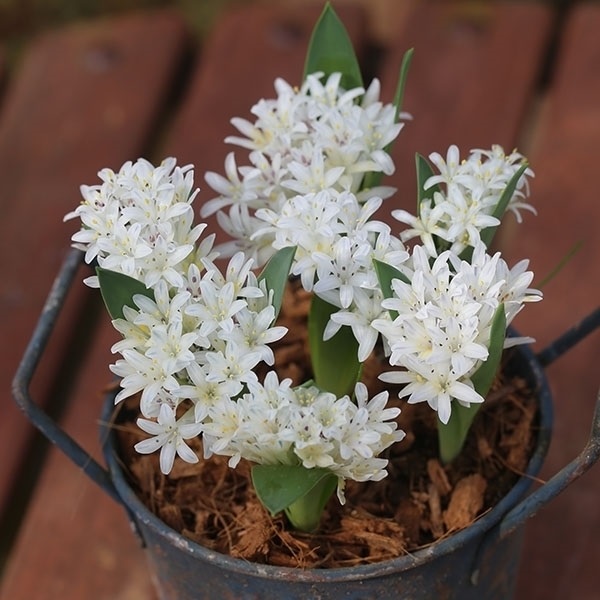 夏植え球根 ポリキセナ (ラケナリア) ホワイト 早期割引