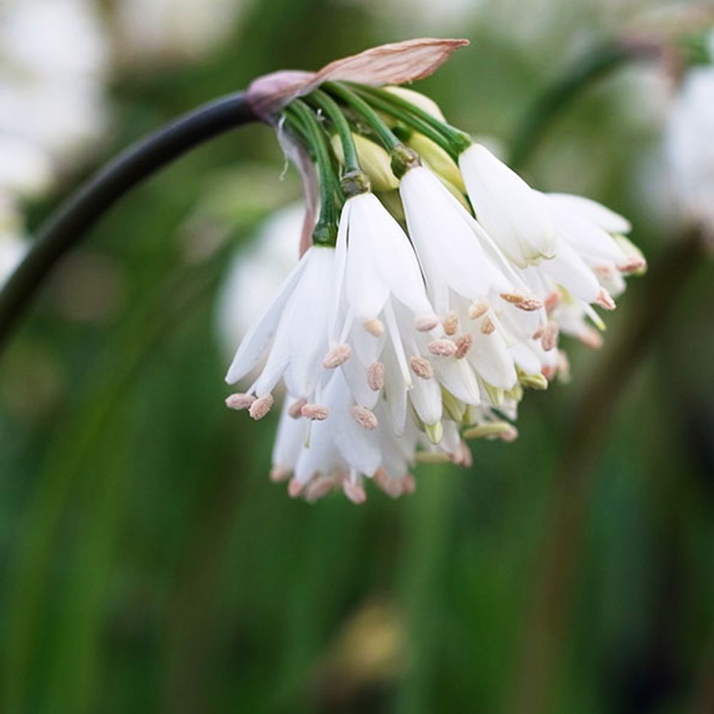 夏植え球根 ストルマリア トルンカタ 1球 早期割引