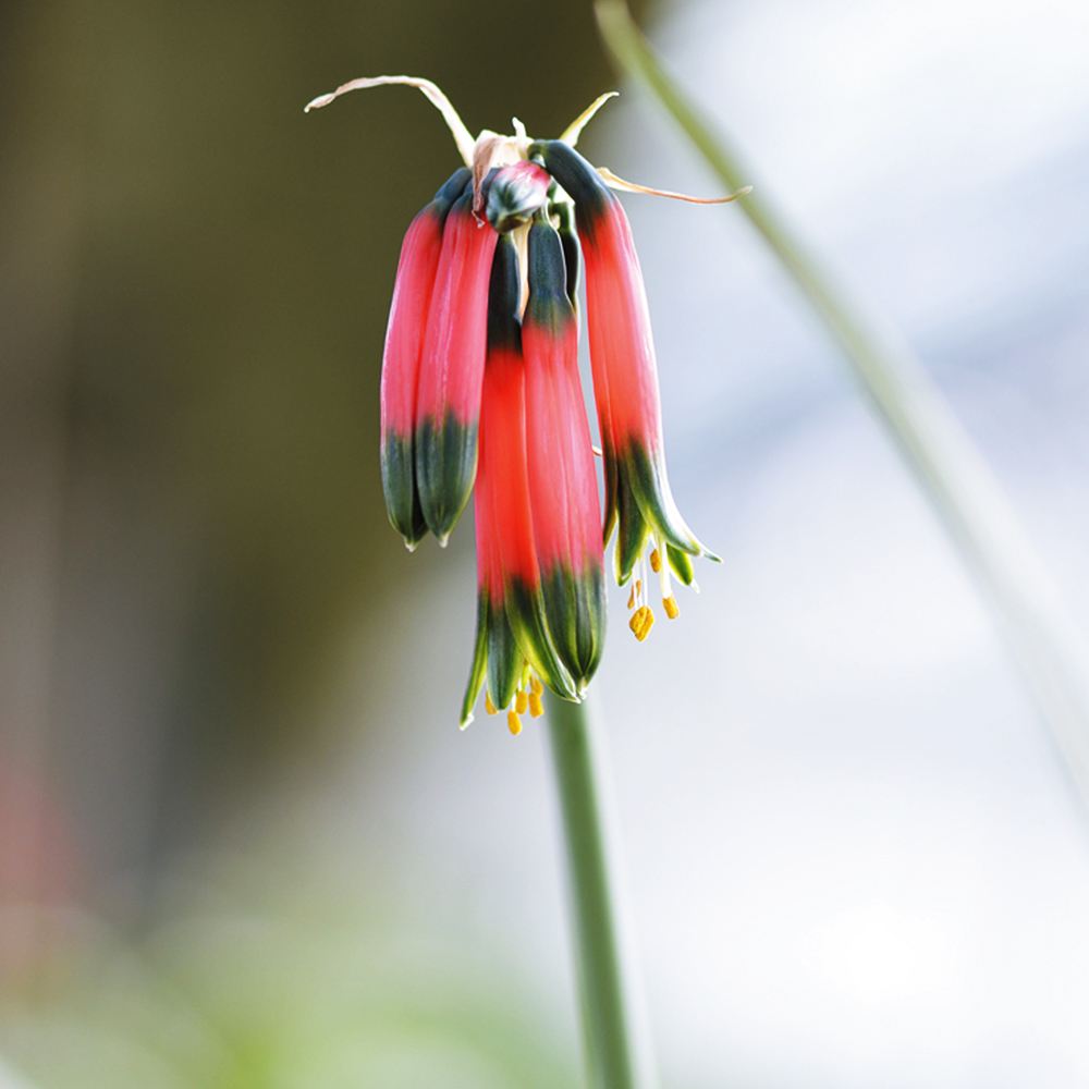 夏植え球根 ファエドラナッサ ツングラグアエ 1球 早期割引