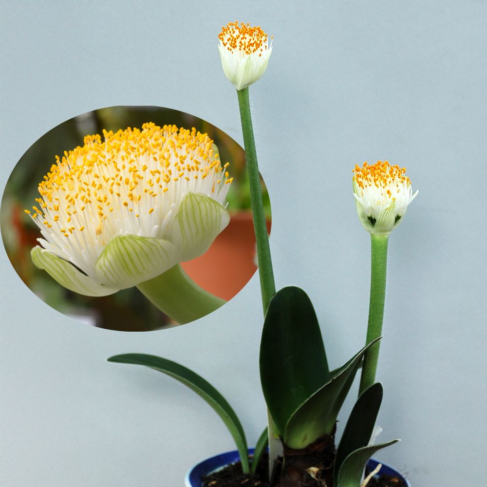 夏植え球根 ハエマンサス アルビフロス 1球 早期割引