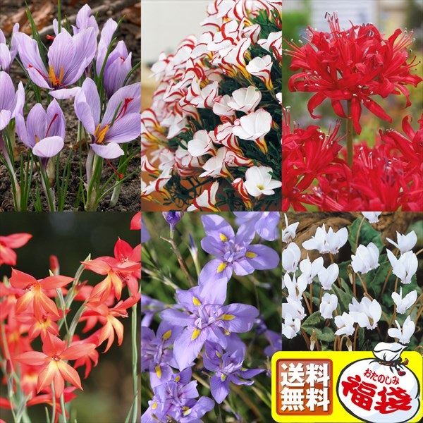 [送料無料] 夏植え球根福袋 20球以上(4-5品種見計らい・名称付) 早期割引