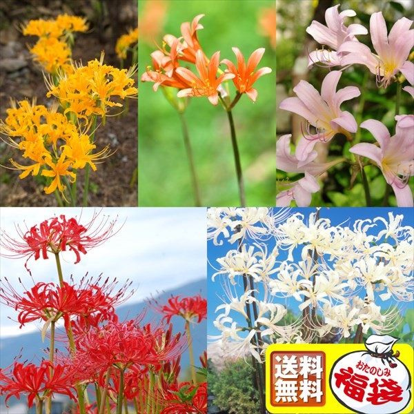 [送料無料] リコリス福袋 15球以上(4-5品種見計らい・名称付) 早期割引