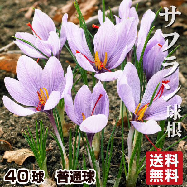 [送料込み] 夏植え球根 サフラン 40球 早期割引