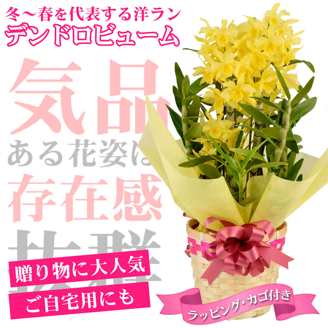 洋ラン デンドロビューム 黄系 ラッピング・カゴ付き 1鉢 送料無料
