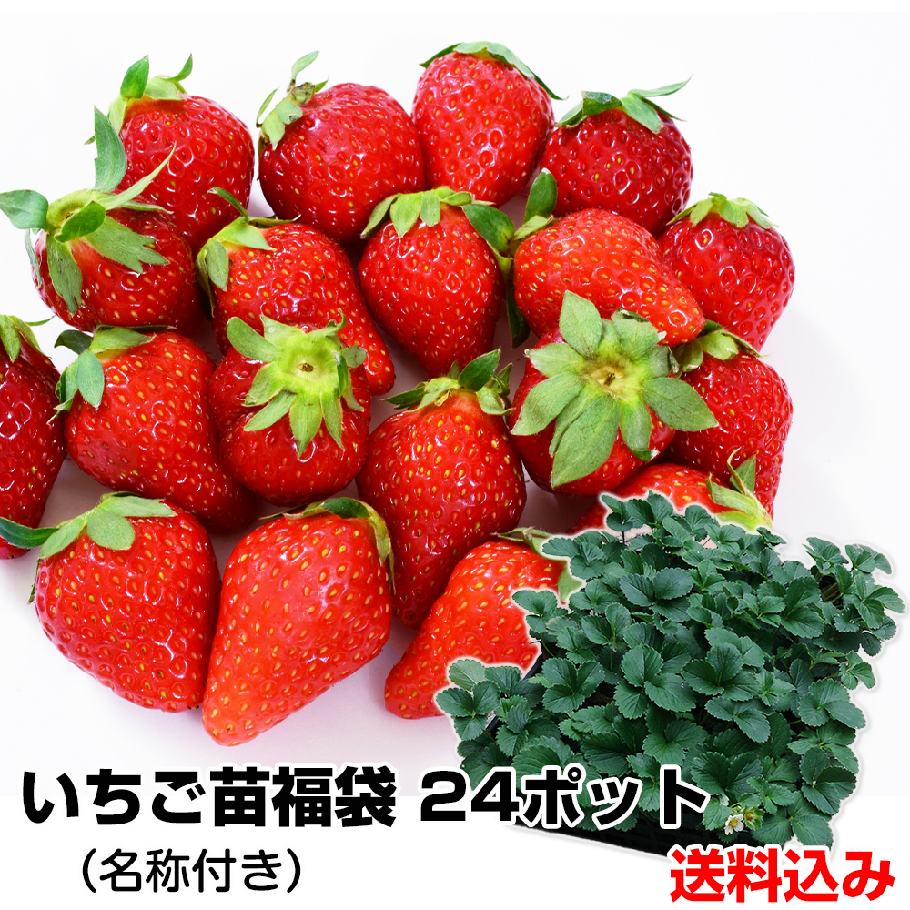 イチゴ苗 いちご苗福袋24ポット 名称付き 送料込み