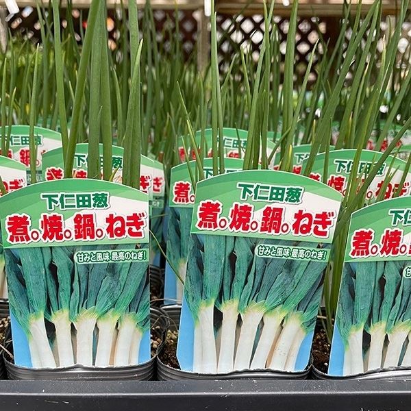 ポット苗 下仁田 3号ポット 2株