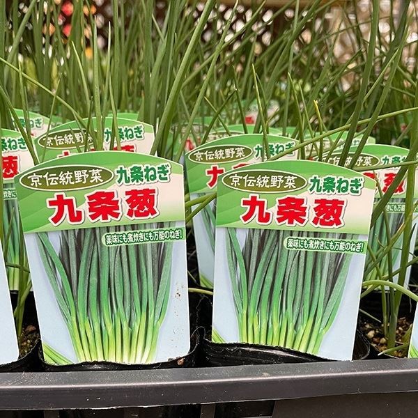 ポット苗 九条葱 3号ポット 2株