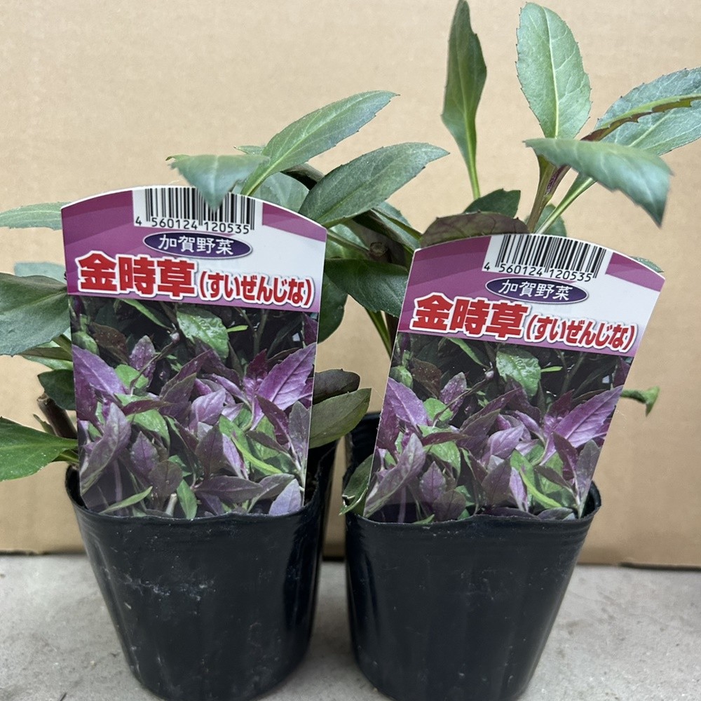 ポット苗 金時草 3号ポット 2株