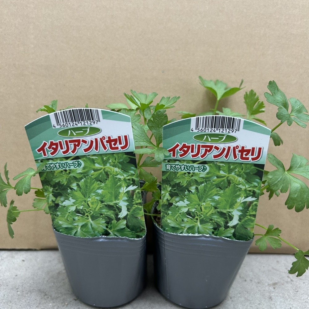 ポット苗 イタリアンパセリ 3号ポット 2株