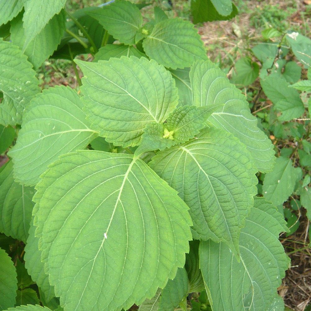 ポット苗 えごま 3号ポット 2株