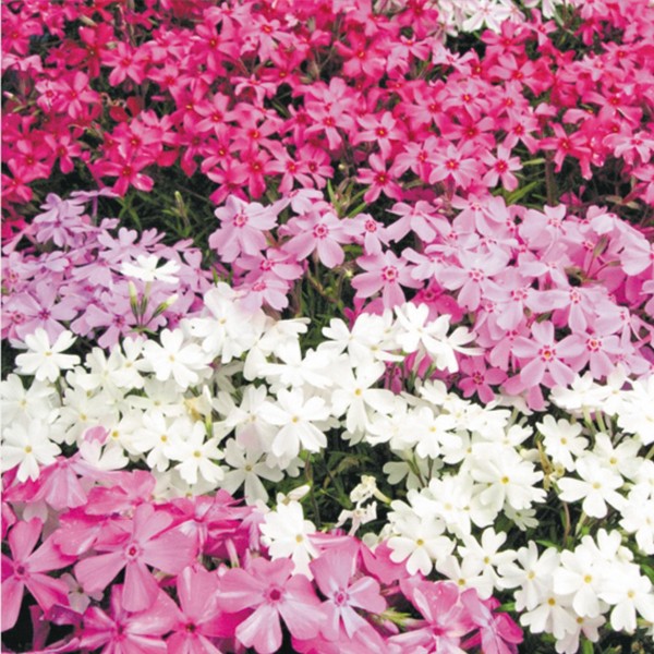 花苗大特価 芝桜(シバザクラ) ケース販売 1ケース40株入り 送料無料