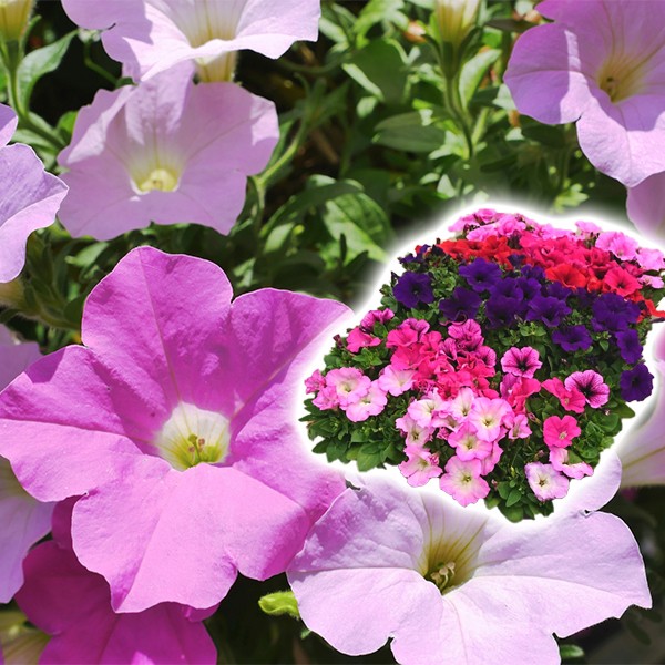 花苗大特価 ペチュニア苗 ケース販売 1ケース40株入り 送料無料