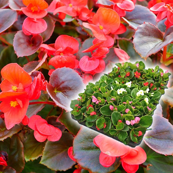 花苗大特価 ベゴニア苗 ケース販売 1ケース40株入り 送料無料