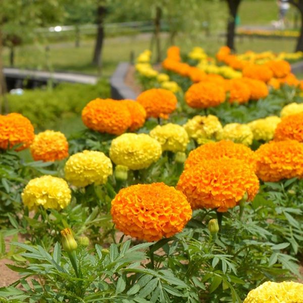 花苗大特価 アフリカンマリーゴールド ケース販売 1ケース40株入り 送料無料