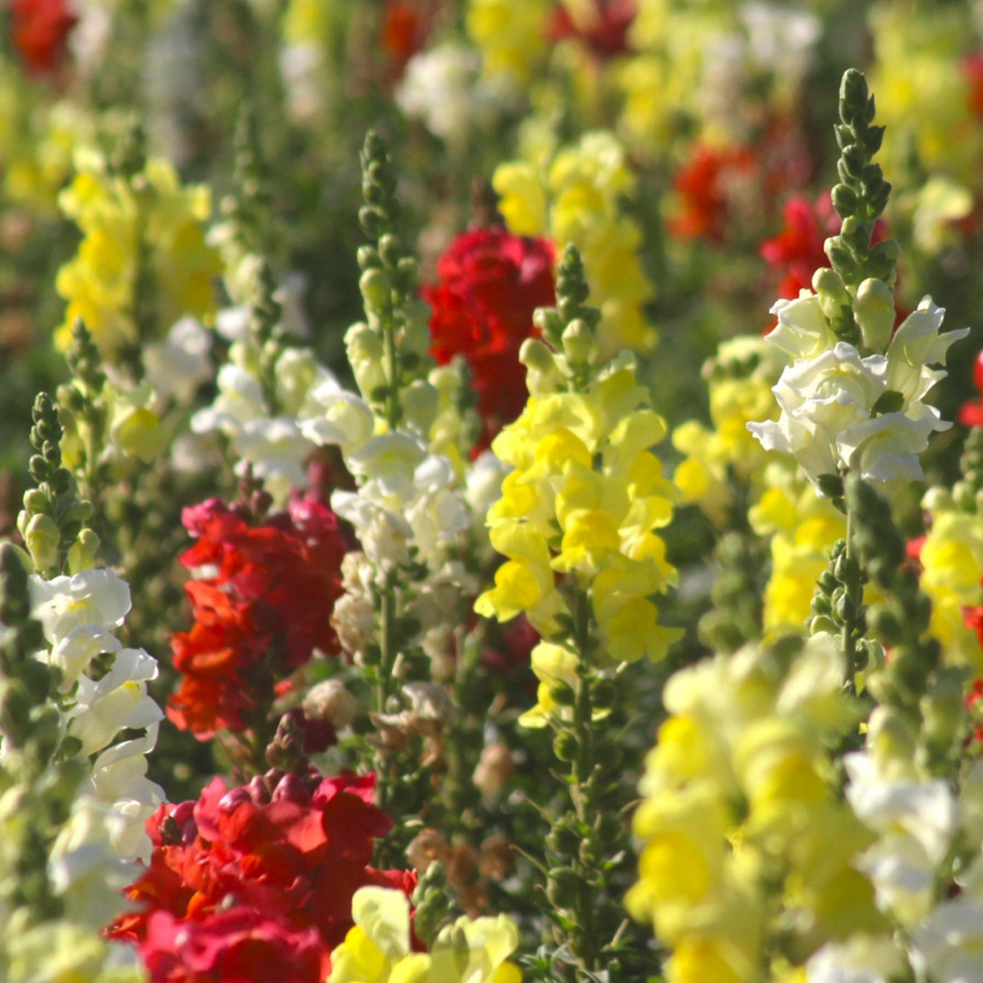 花苗大特価 金魚草苗 ケース販売 1ケース40株入り 送料無料