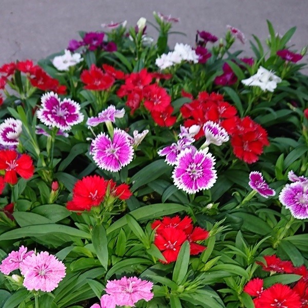 花苗大特価 テルスター苗 ケース販売 1ケース40株入り 送料無料