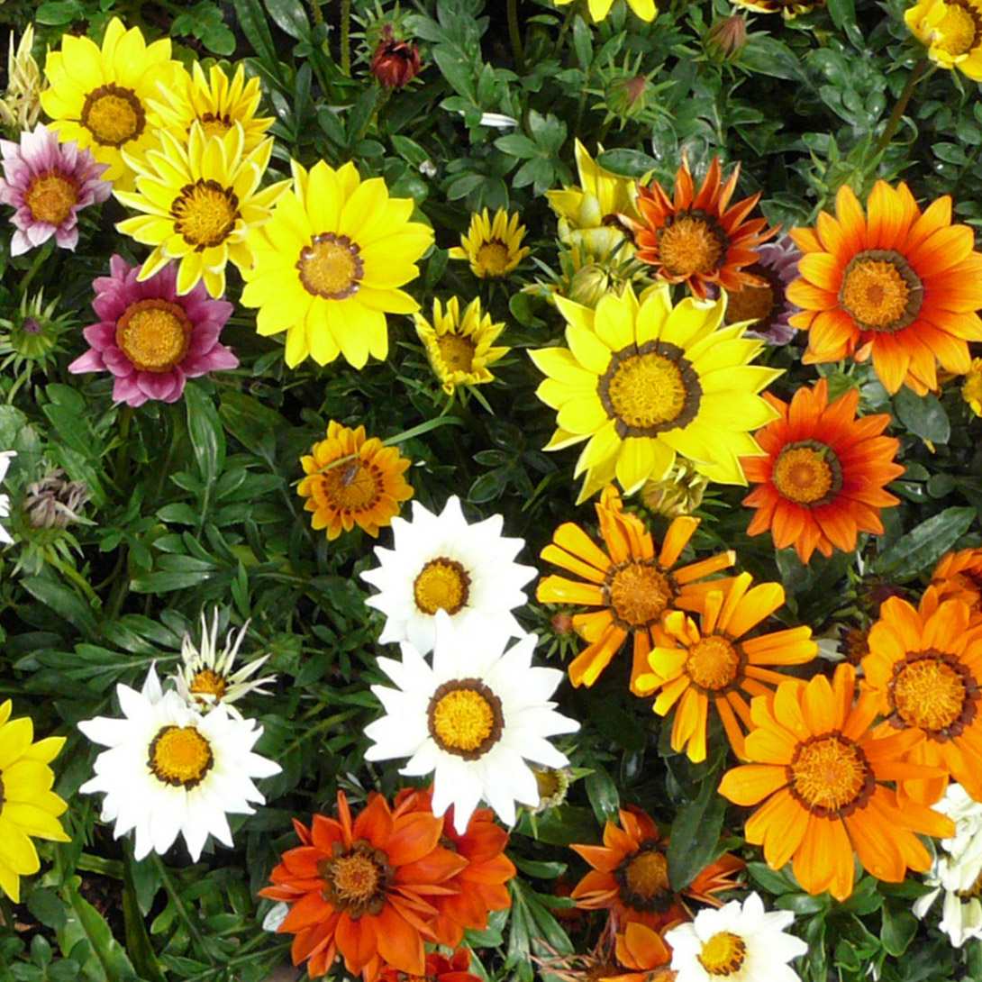 花苗大特価 ガザニア苗 ケース販売 1ケース40株入り 送料無料