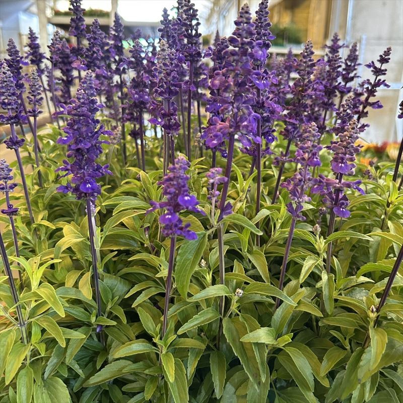 花苗大特価 ブルーサルビア ファリナセア苗 ケース販売 1ケース40株入り 送料無料