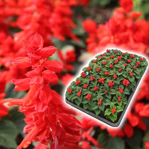 花苗大特価 サルビア苗 ケース販売 1ケース40株入り 送料無料