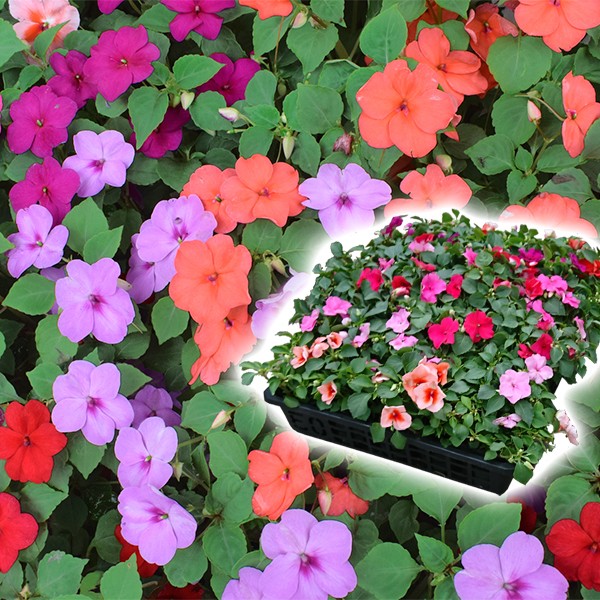 花苗大特価 インパチェンス ケース販売 1ケース40株入り 送料無料