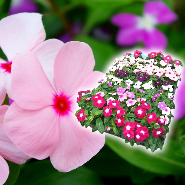 花苗大特価 日々草苗 ケース販売 1ケース40株入り 送料無料