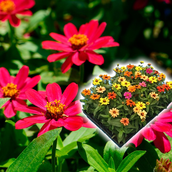 花苗大特価 ジニアプロフュージョン ケース販売 1ケース40株入り 送料無料