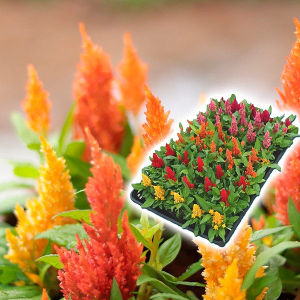 花苗大特価 ケイトウケース販売 1ケース40株入り 送料無料