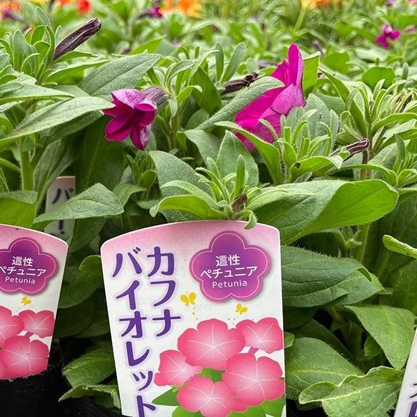花苗大特価 ペチュニア カフナ ケース販売 1ケース40株入り 送料無料