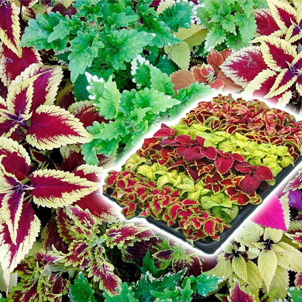 花苗大特価 コリウスケース販売 1ケース40株入り 送料無料