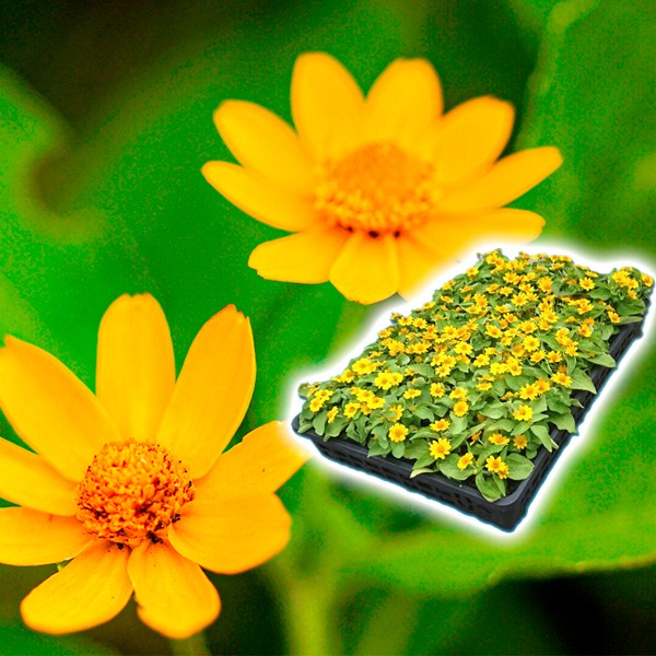 花苗大特価 メランポジウムケース販売 1ケース40株入り 送料無料