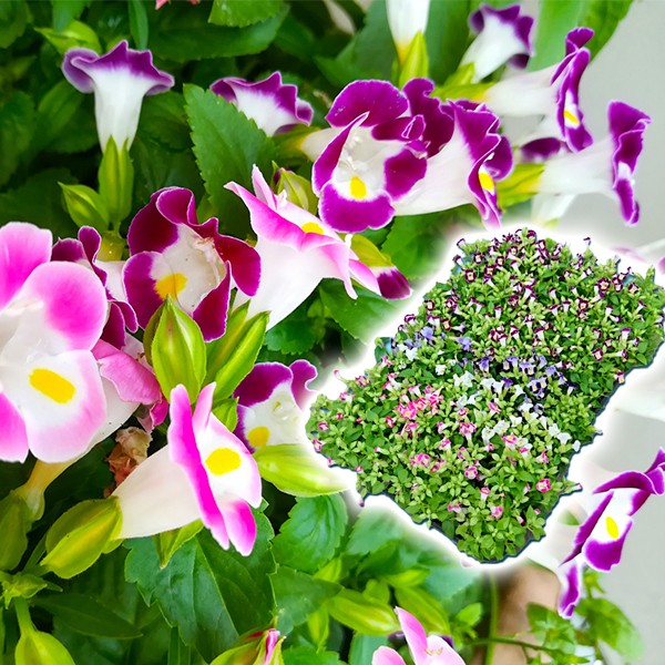 花苗大特価 トレニアケース販売 1ケース40株入り 送料無料