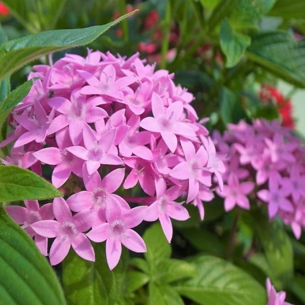 花苗大特価 ペンタスケース販売 1ケース24株入り 送料無料