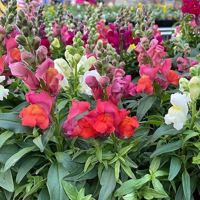 花苗 金魚草 3号ポット 10株