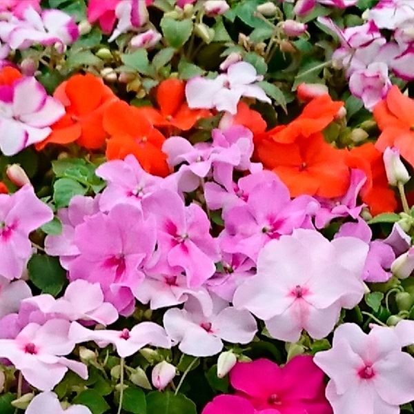 花苗 インパチェンス 3号ポット 10株