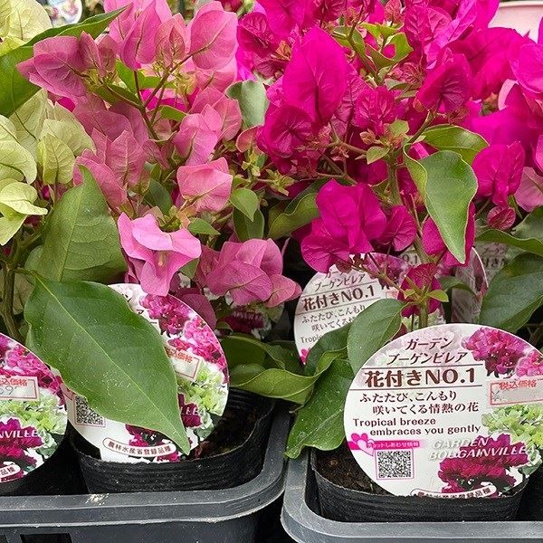 花木 ガーデンブーゲンビリア ポット苗 1株