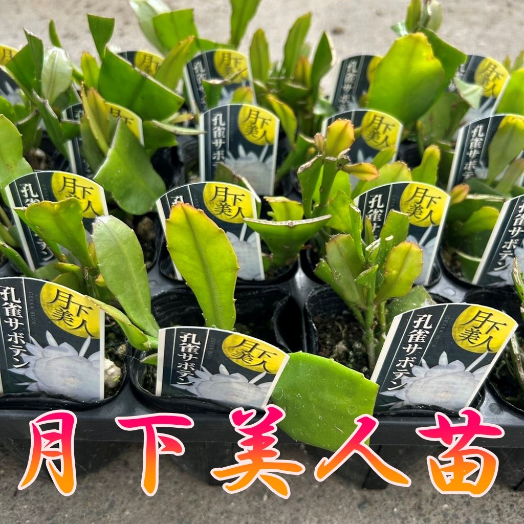 花苗 月下美人 ポット苗