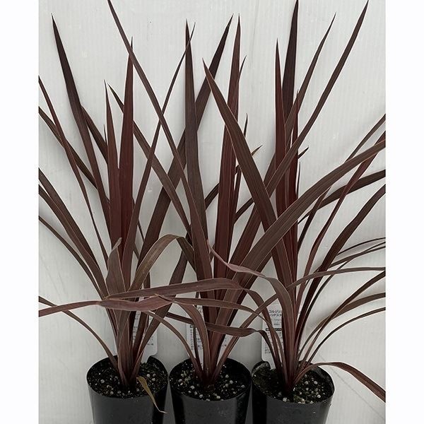 花木苗 コルジリネ オーストラリス レッドスター 3号ポット 1株