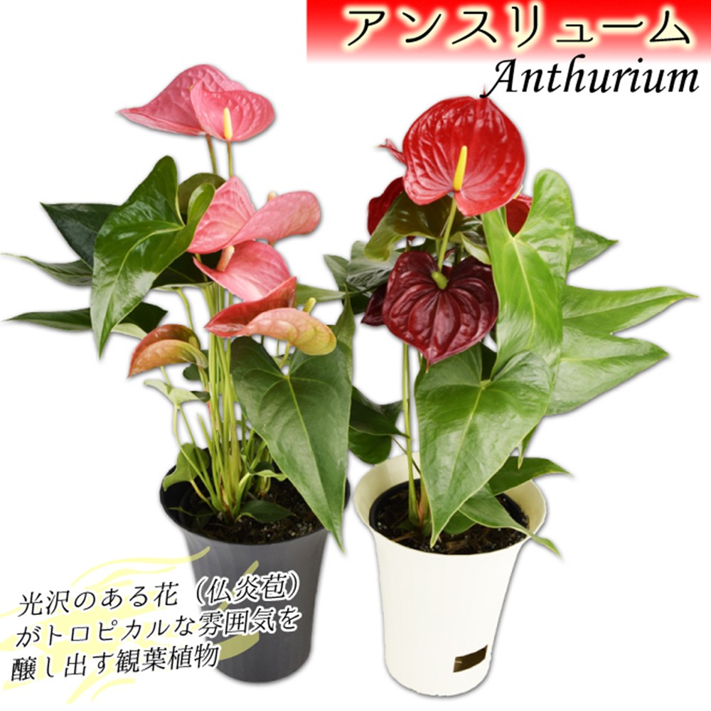 観葉植物 アンスリウム花色見計らい 6号鉢 1株