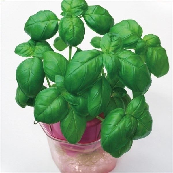 ポット苗 バジル 3号ポット 2株