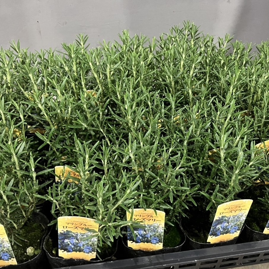花木 ローズマリー(立ち性) 3号ポット 1株